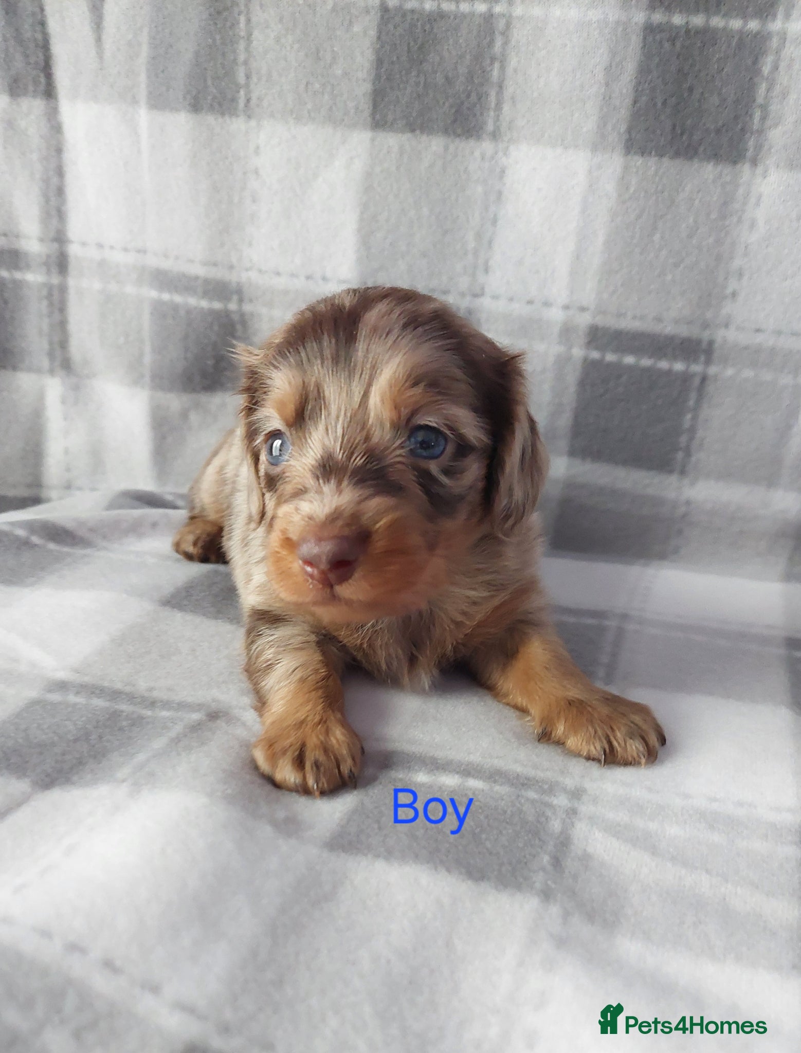 Dachshund dogs Gorgeous long haired daschunds available - Advert 11