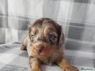 Dachshund dogs Gorgeous long haired daschunds available - Advert 1
