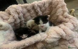 Ragdoll cats for sale: Half rag doll kitten   - Image 7