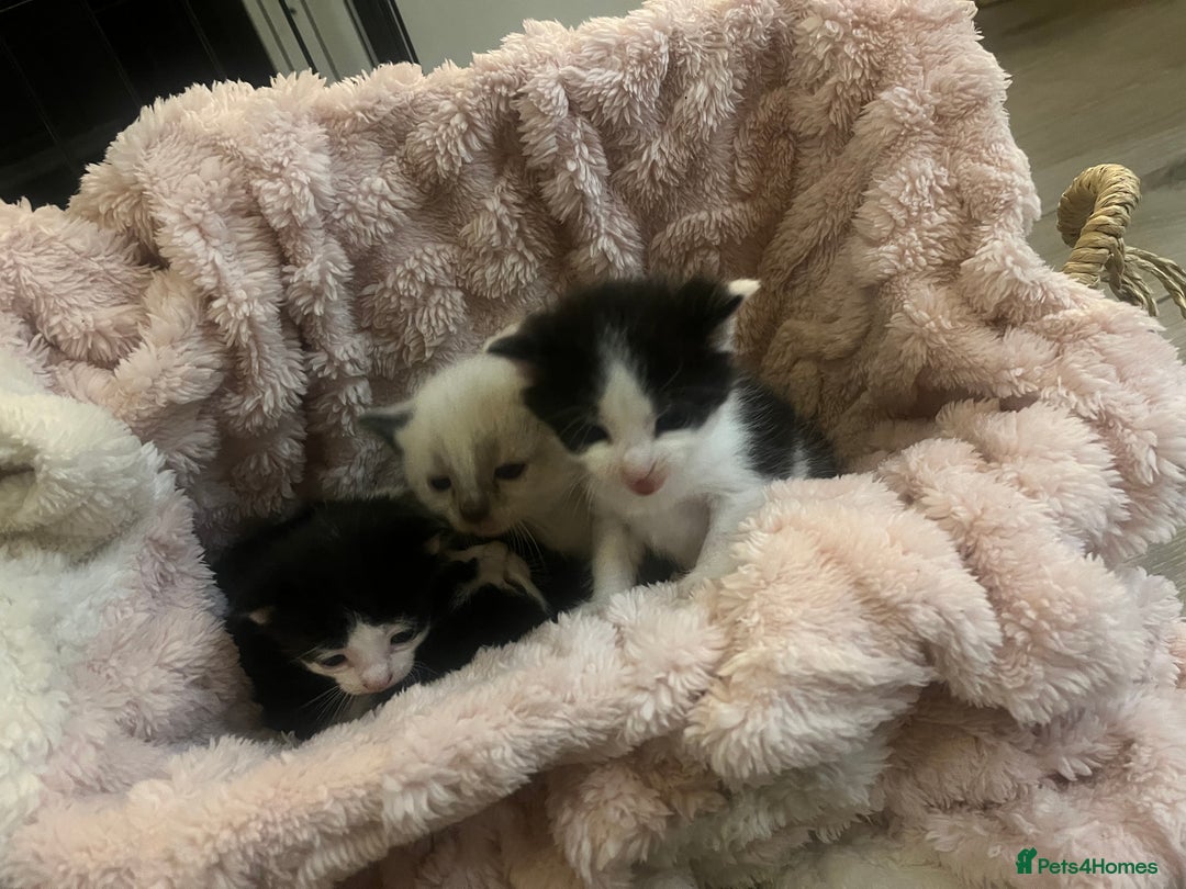 Ragdoll cats for sale: Half rag doll kitten   - Image 7