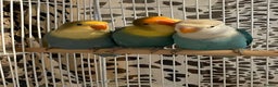 Lovebirds birds for sale: Beautiful babies so cute and beautiful colors  - Advert 9