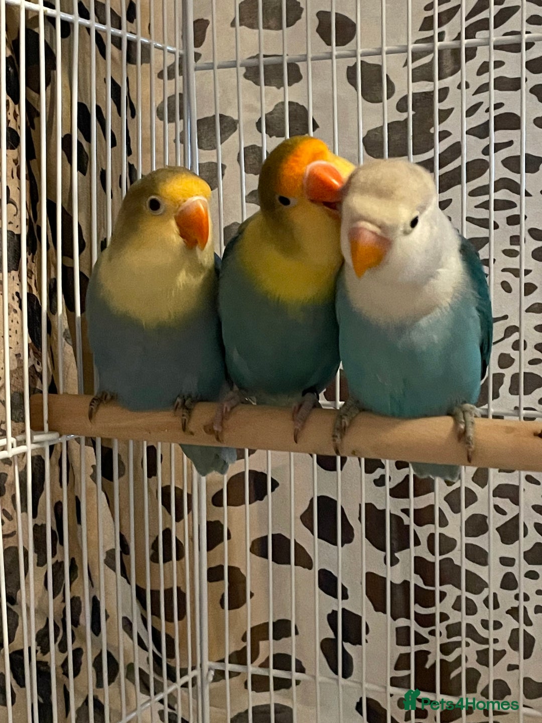 Lovebirds birds for sale: Beautiful babies so cute and beautiful colors  - Advert 9