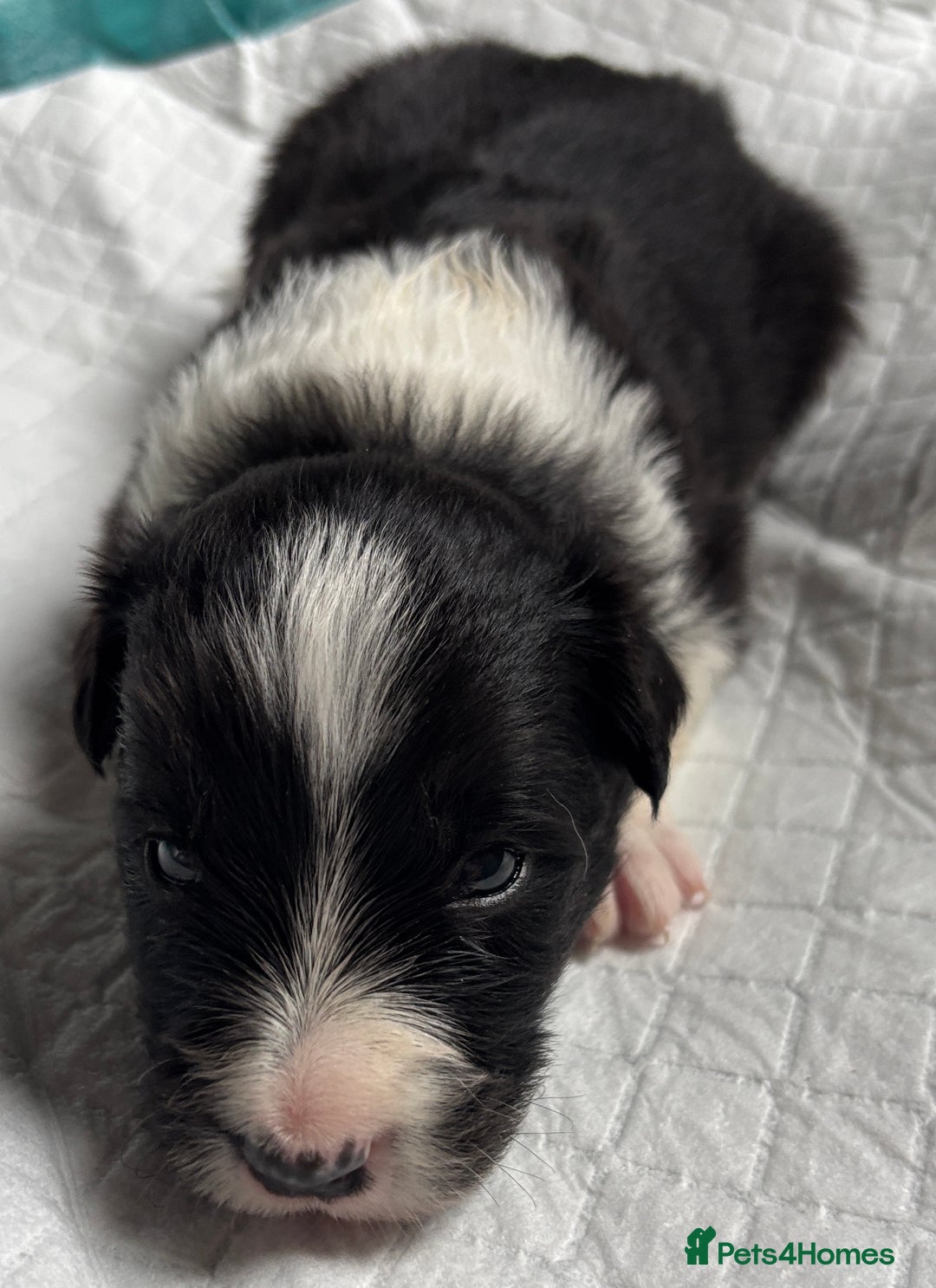 Border Collie dogs for sale:  Long Haired KC Reg Border Collie puppies for sale - Image 28
