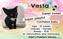Domestic Shorthair cats for sale: Kittens and cats for adoption.  - Image 16
