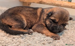 German Shepherd dogs for sale: KC Pups From Health Tested Champion Bloodlines  - Image 13