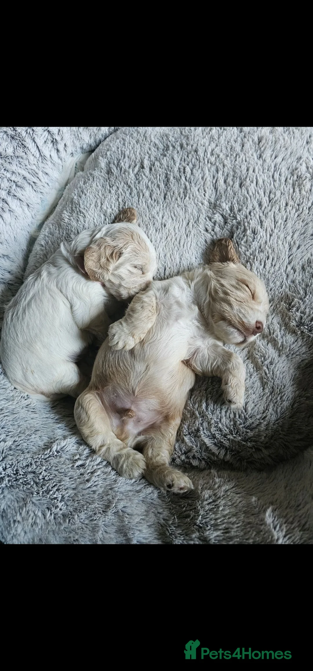 Cocker Spaniel dogs for sale: Beautiful cocker spaniel puppies - Advert 24