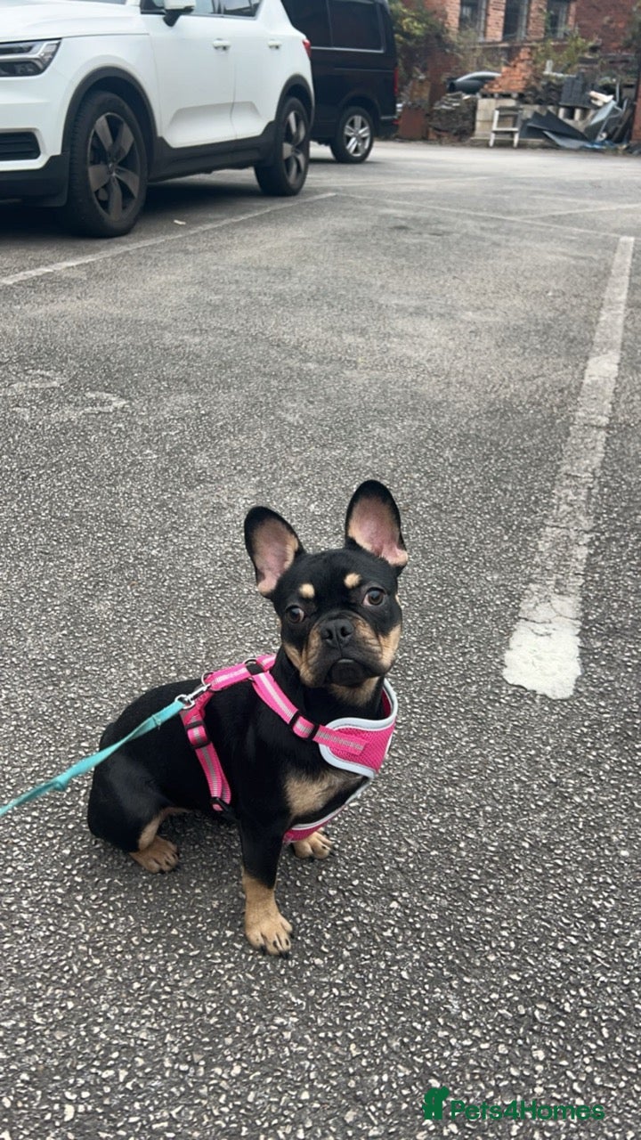 French Bulldog dogs French bulldog to rehome 1 year old - Advert 1