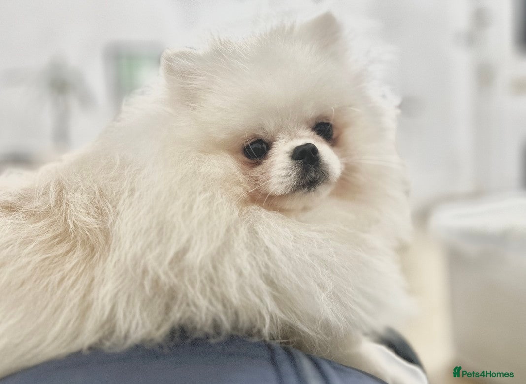 Pomeranian dogs 🌟 PREMIUM STUD SERVICE: "KIMCHI" 🌟 - Advert 12