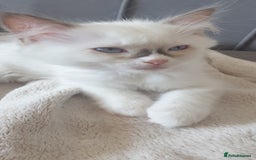 Ragdoll cats for sale: GCCF Chocolate Point with White Bi-color Kittens - Image 31