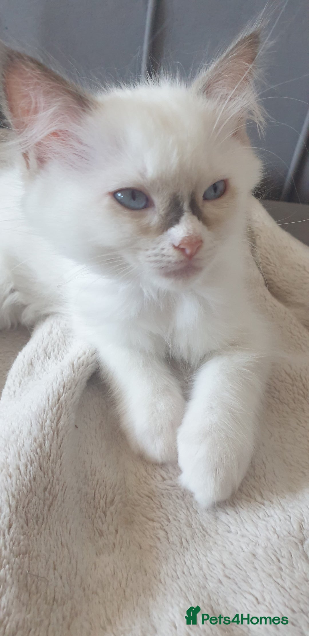 Ragdoll cats for sale: GCCF Chocolate Point with White Bi-color Kittens - Image 31