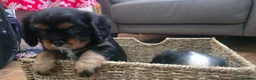 Cavalier King Charles Spaniel dogs for sale: 2 Beautiful health tested CKC Spaniels available - Advert 15