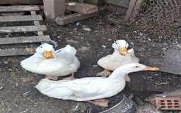 Ducks poultry for sale: Cherry valley ducklings  - Image 4