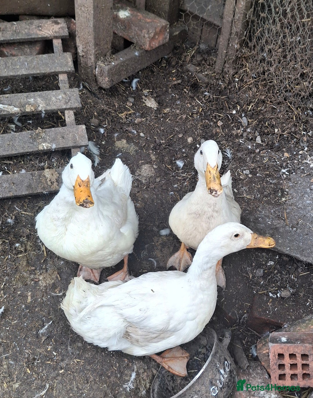Ducks poultry for sale: Cherry valley ducklings  - Image 4