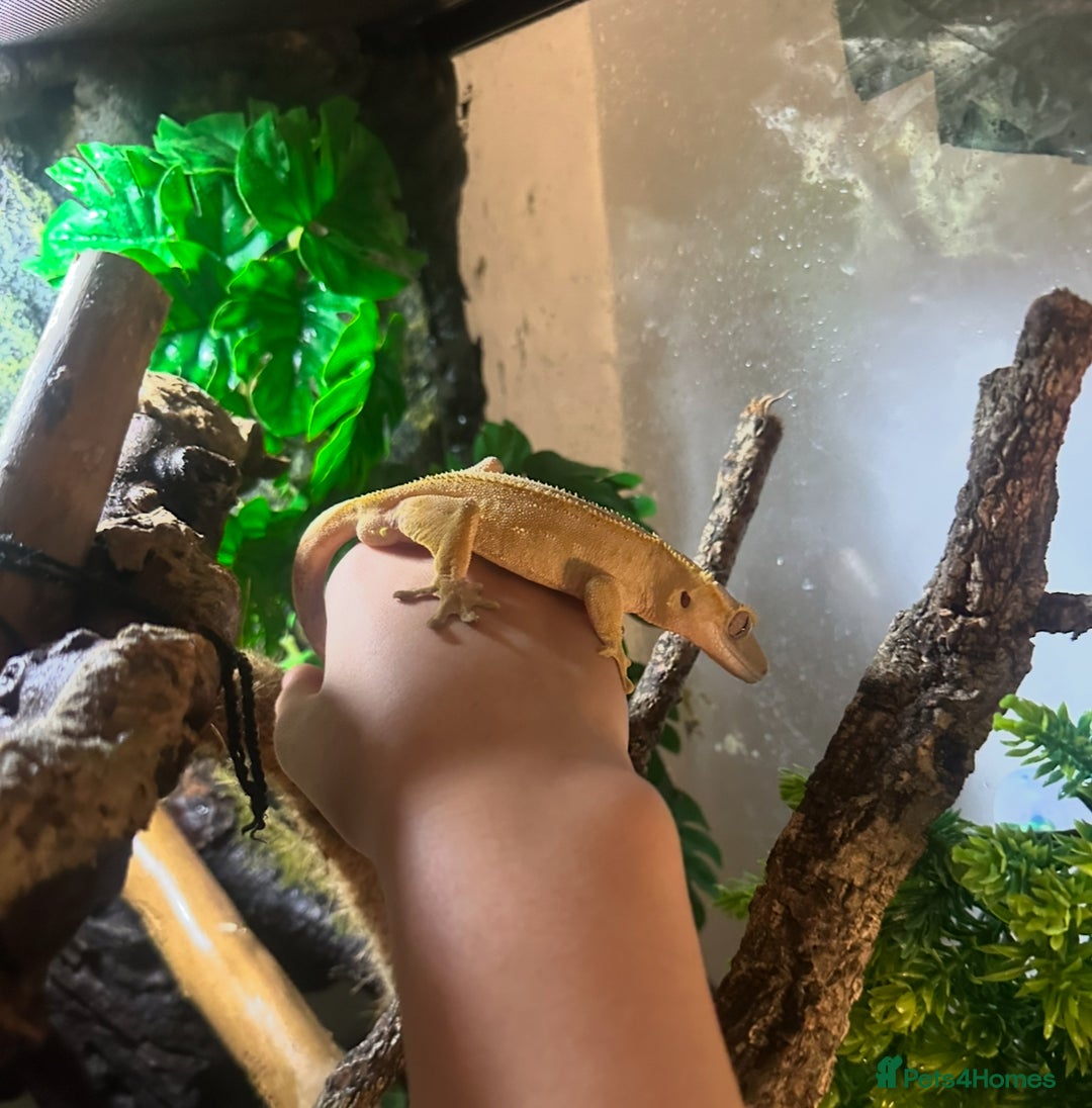 Gecko reptiles for sale: Crested gecko with whole set up - Advert 5