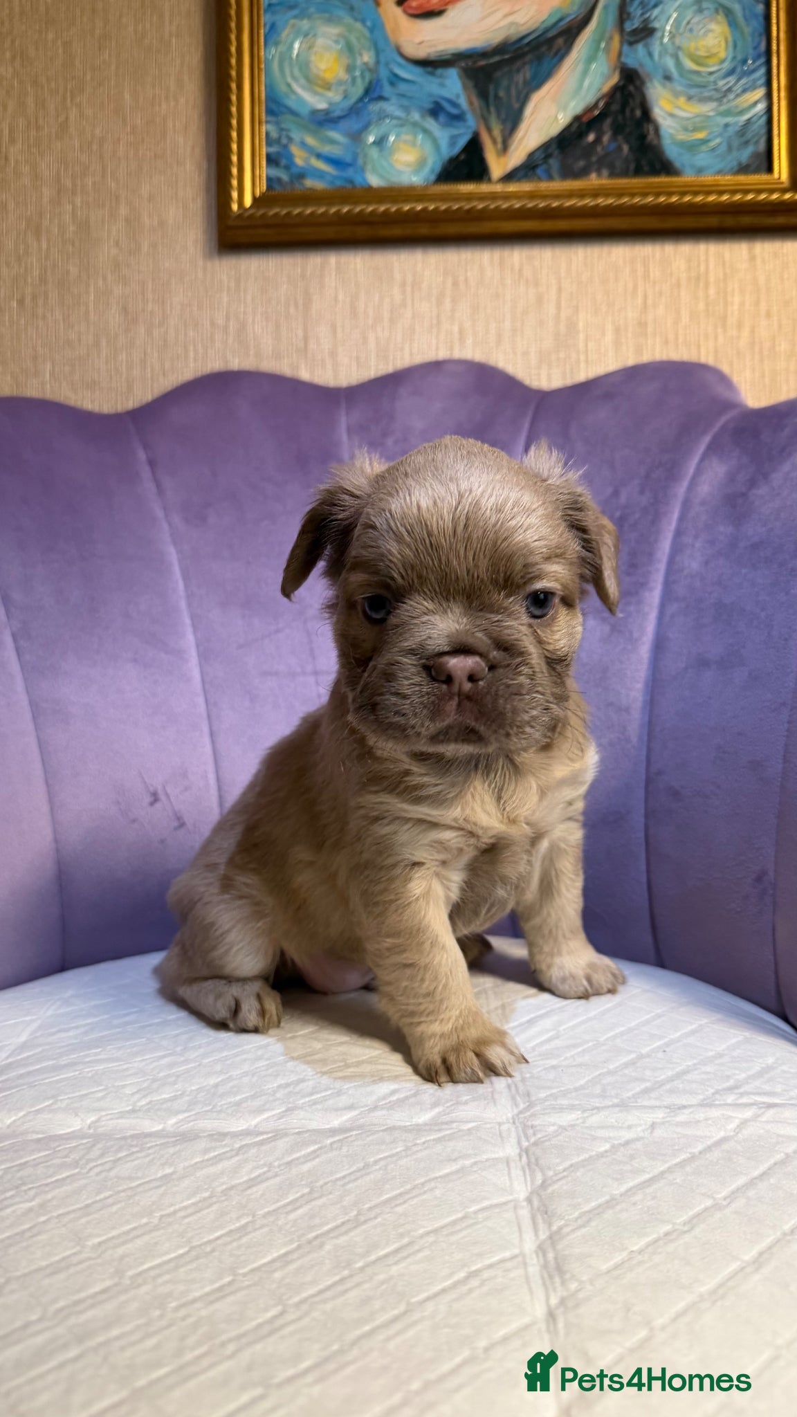 French Bulldog dogs ❤️ Adorable French Bulldog Puppies Available ❤️ - Advert 2