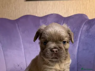 French Bulldog dogs ❤️ Adorable French Bulldog Puppies Available ❤️ - Advert 2