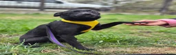 Mixed Breed dogs for adoption: ❤️🐶 INDY – DELICATE LIKE CRYSTAL, FULL OF LOVE in Burton-on-Trent - Advert 6