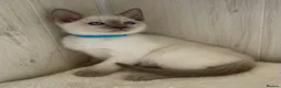 Siamese cats for sale: GCCF Registered Traditional Siamese Kittens  - Advert 20