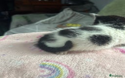 Mixed Breed cats for sale: Fluffy kittens ready soon  - Image 17