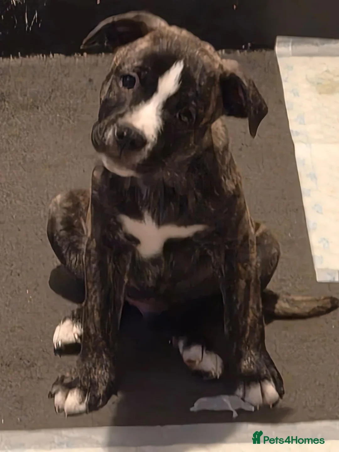 Mixed Breed dogs for sale: Staffy + cane corso  - Advert 2