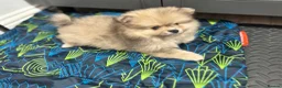 Pomeranian dogs for sale: 3 beautiful puppies Pomeranian  - Advert 1