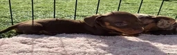 Miniature Dachshund dogs for sale: Miniature Dachshund Puppies - Advert 11