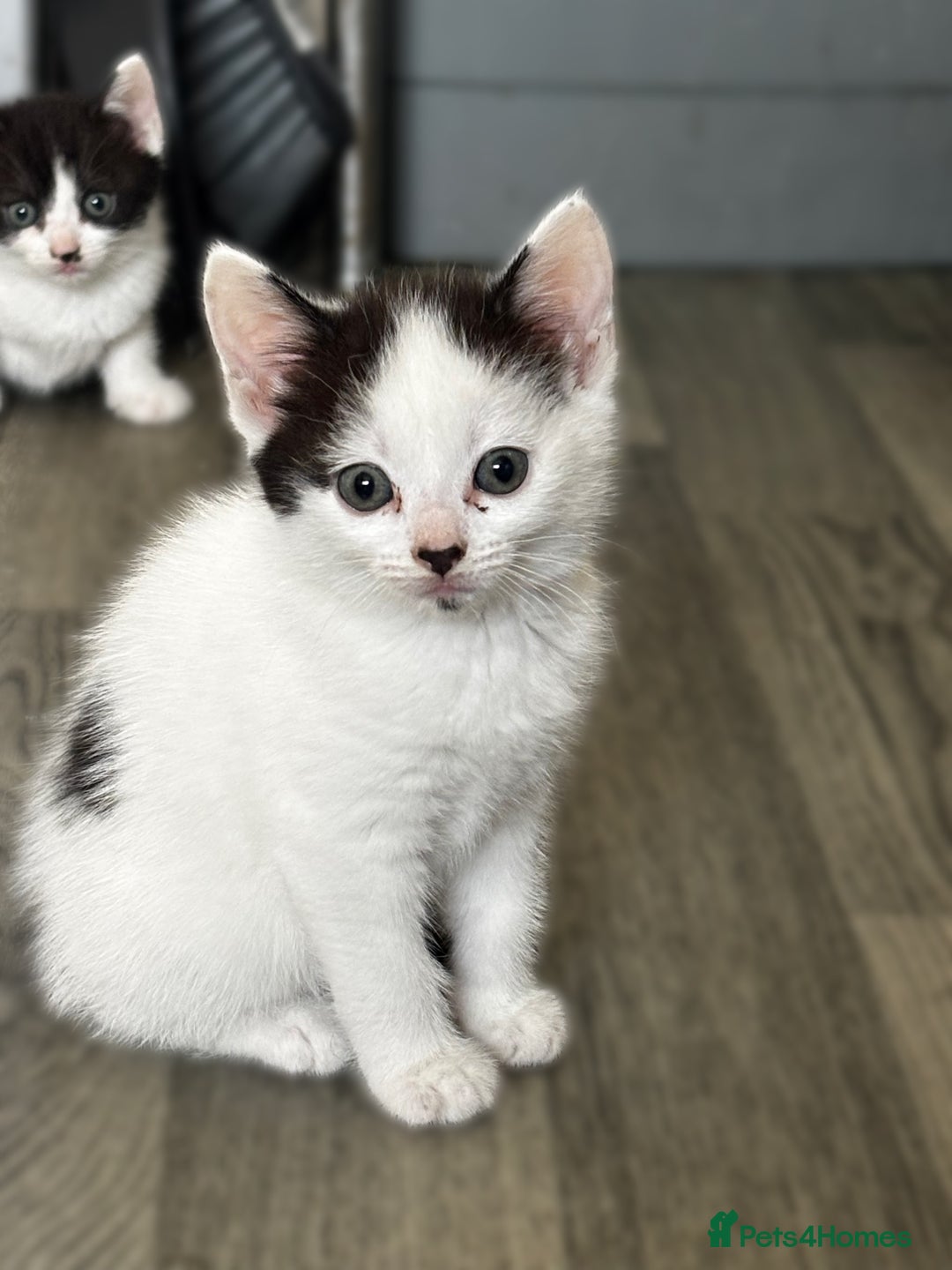 British Shorthair cats for sale: 3 kittens  - Image 3