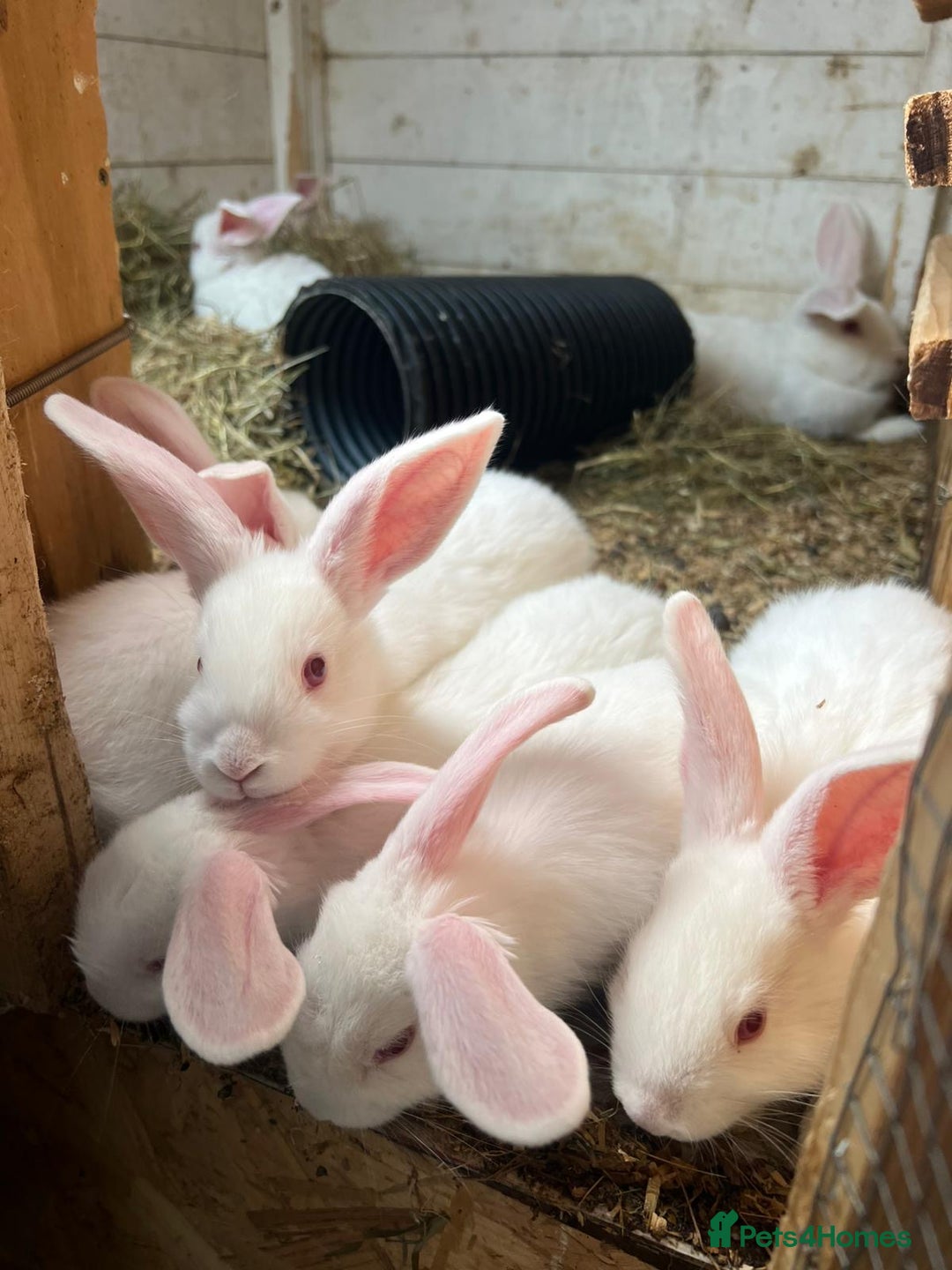 New Zealand rabbits for sale: Pure white New Zealand  - Image 2