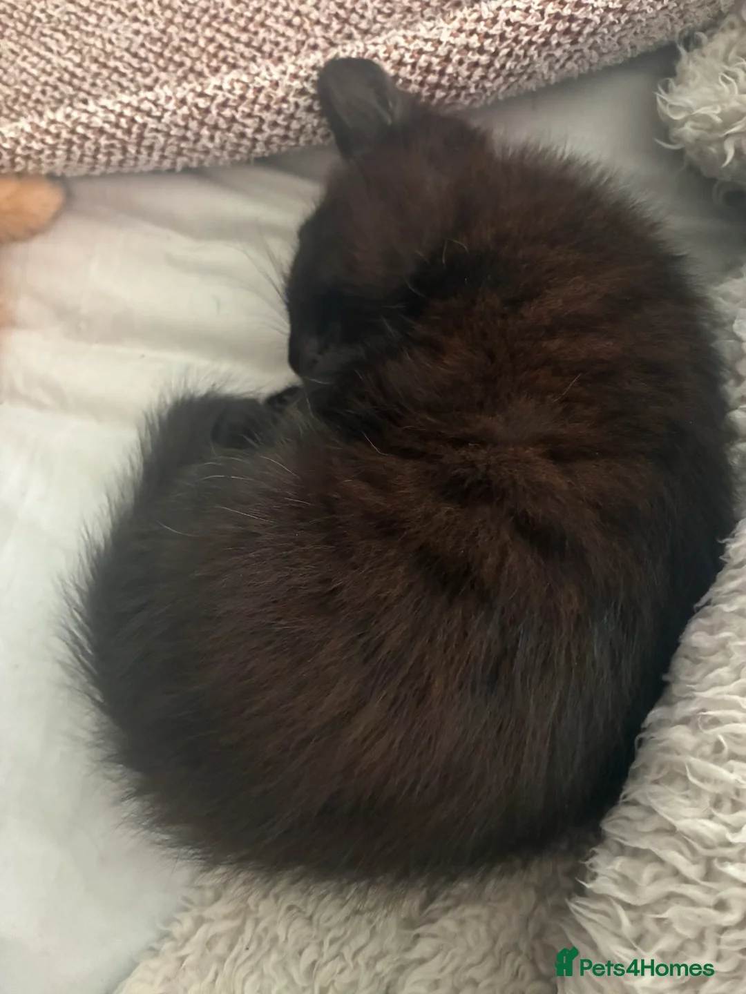 Mixed Breed cats for sale: Beautiful fluffy cuddly kittens for sale!!!  - Advert 16