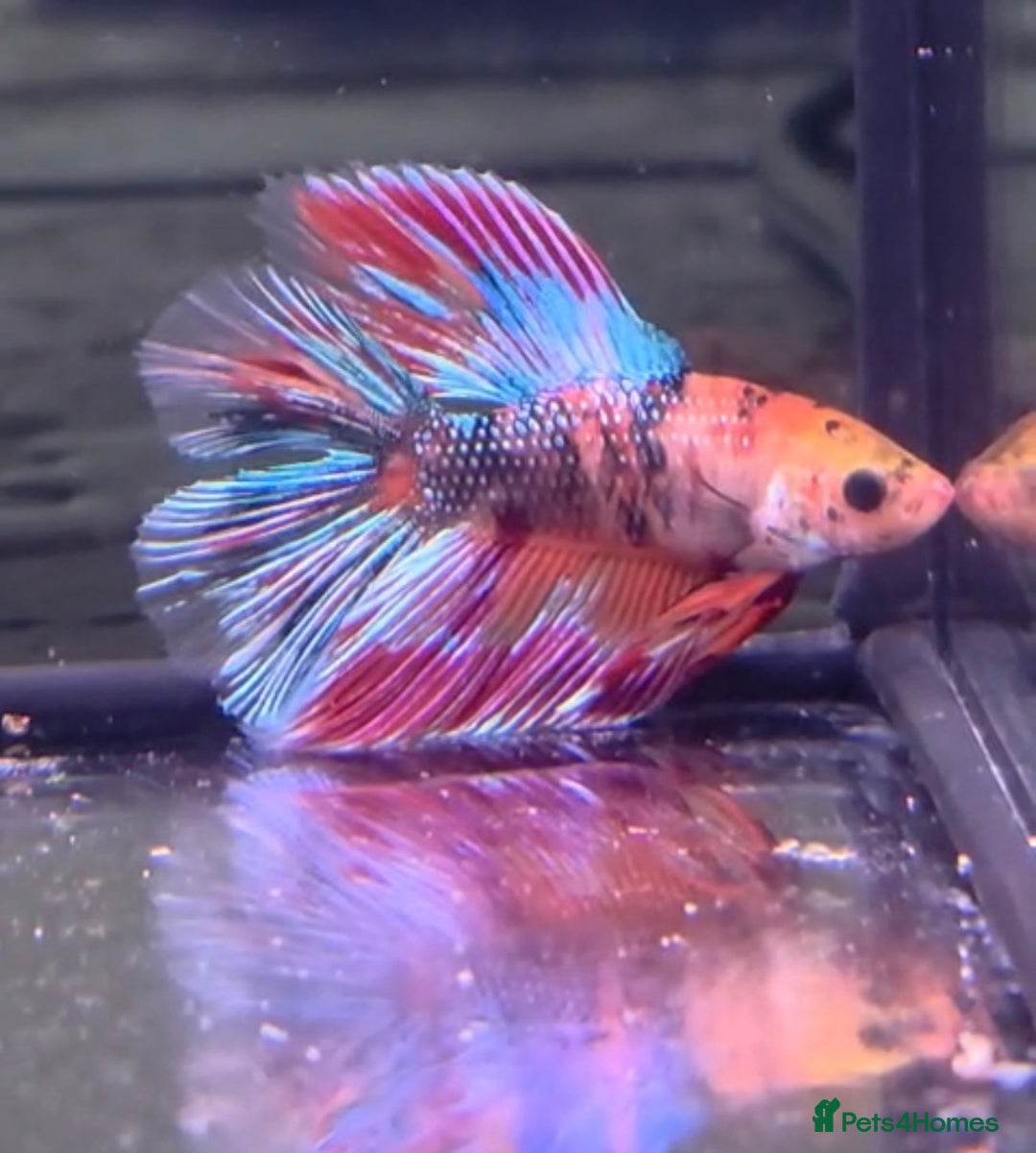 Bettas fish for sale: Betta shipment list for wednesday !!! ⬇️  - Advert 2