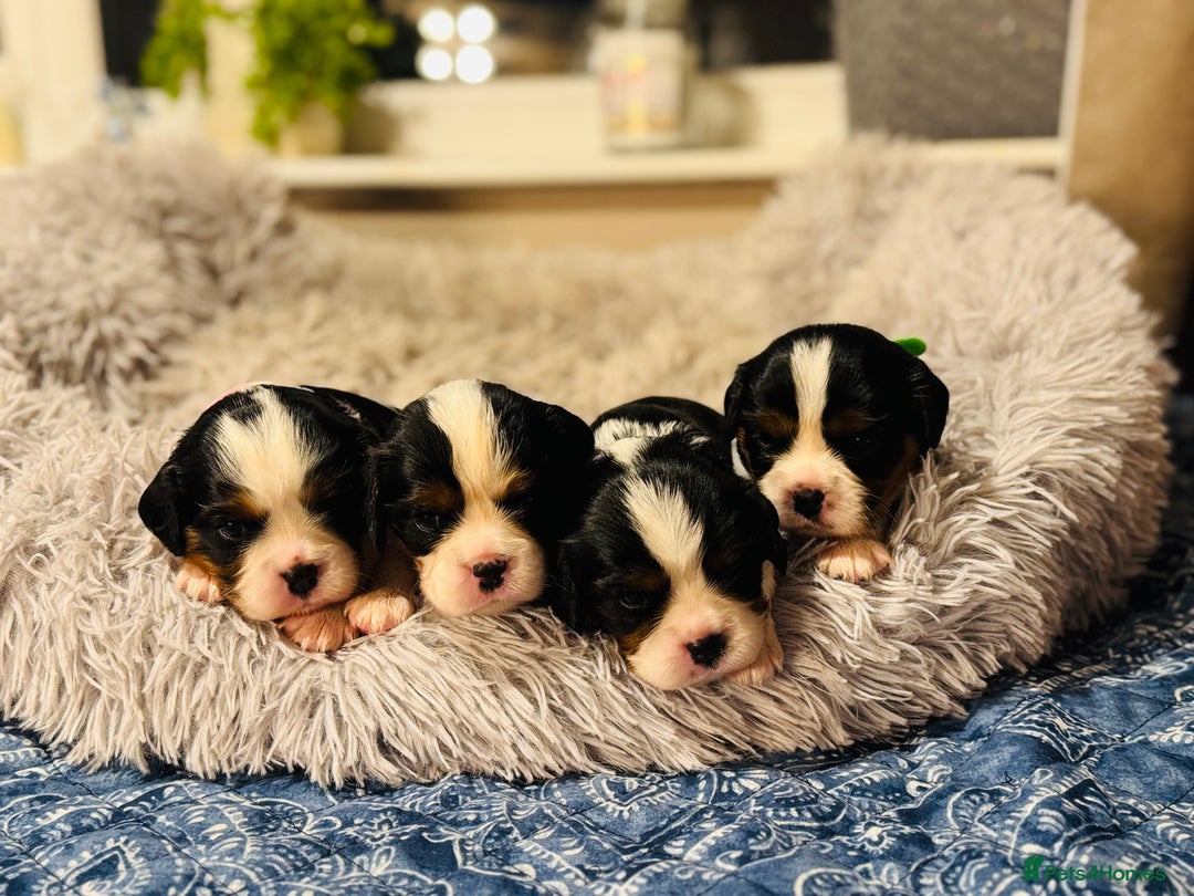 Cavalier King Charles Spaniel dogs for sale: 🐶 Beautiful Cavalier King Charles Puppies - Image 5