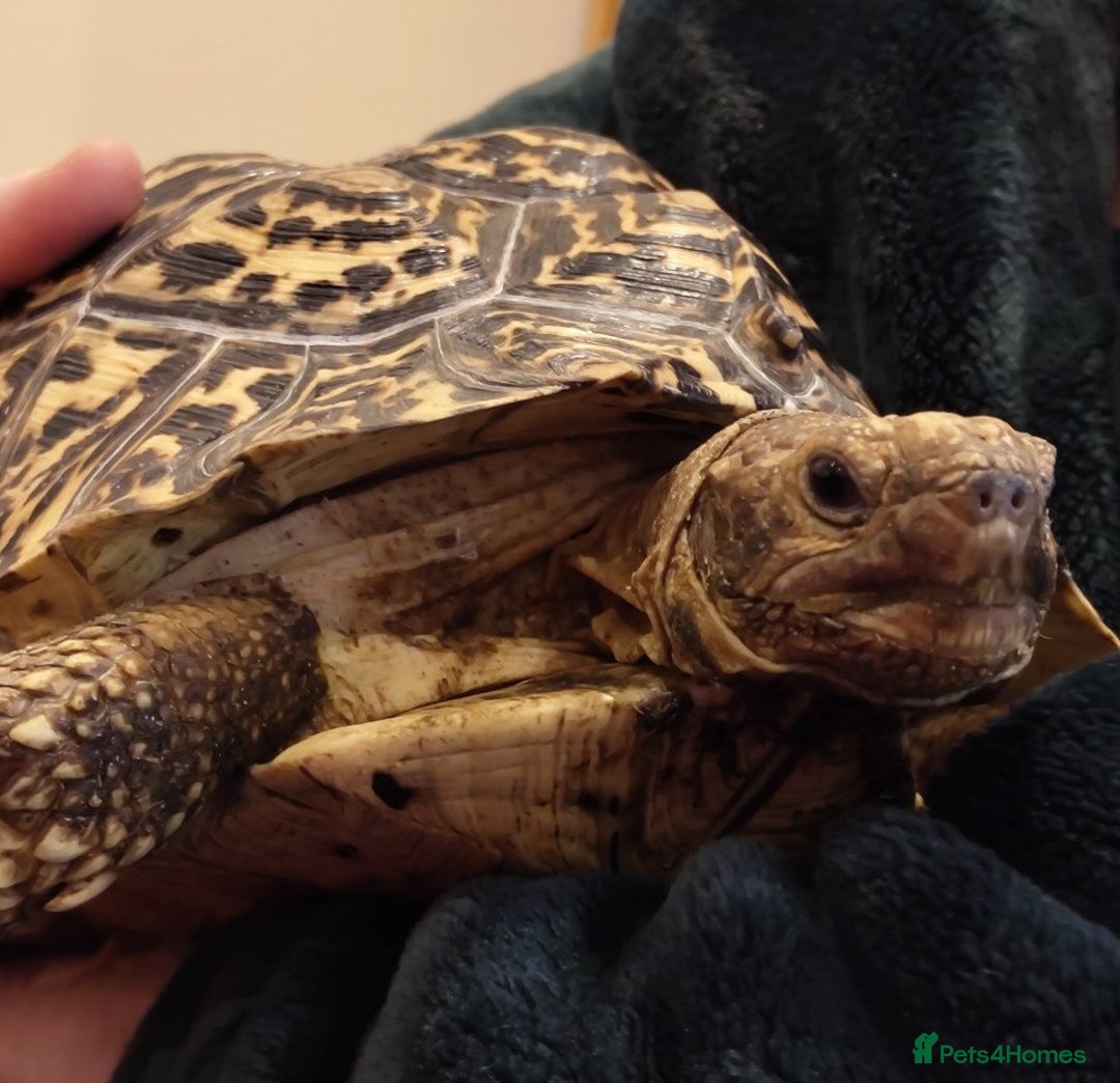 Tortoise reptiles for sale: LEOPARD Tortoise - male.  - Advert 3