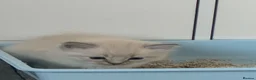 Ragdoll cats for sale: Lovely blue eyed lynx ragdolls kittens  - Advert 5