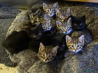 Mixed Breed cats Crazy Kitchen Kittens ! - Advert 4