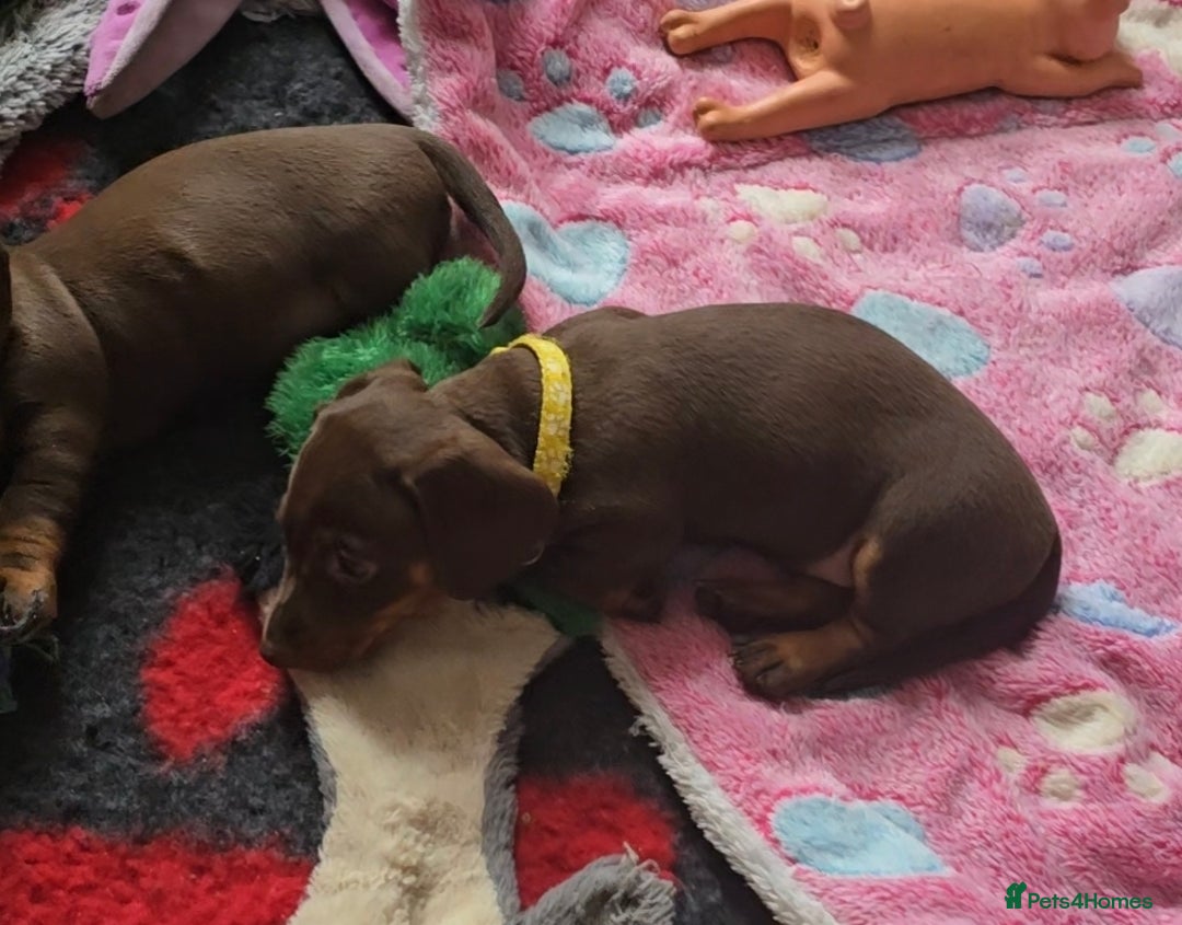 Miniature Dachshund dogs for sale: Miniature Dachshund Puppy - Image 5