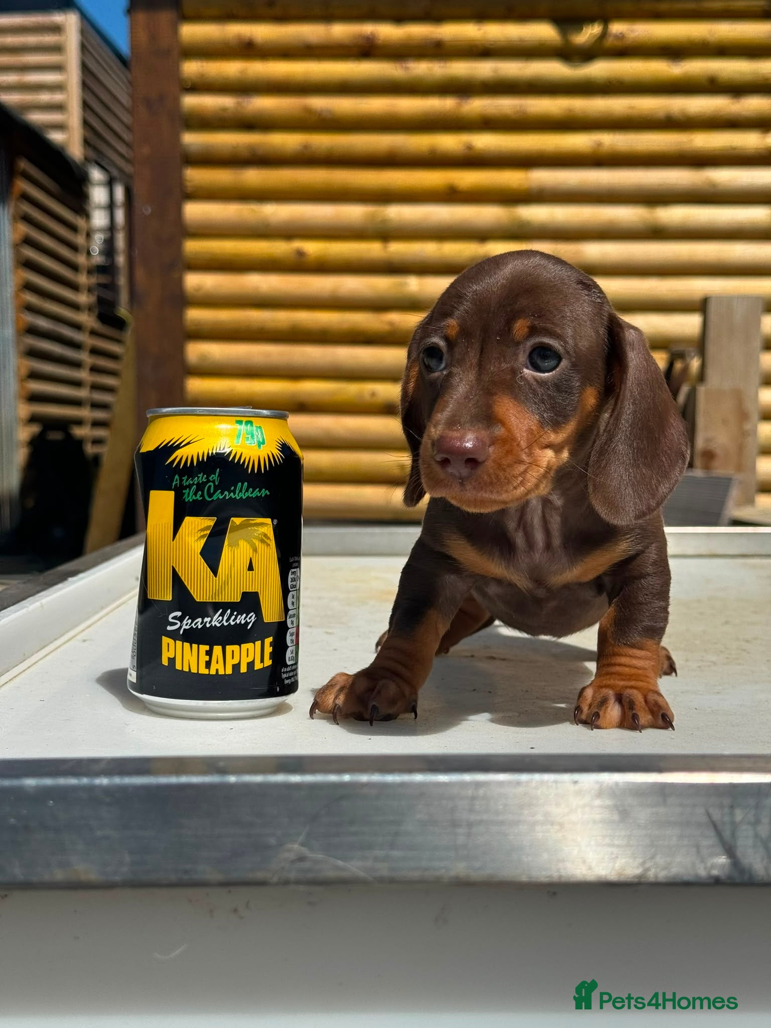 Dachshund dogs Miniature dachshund! - Advert 11
