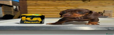 Dachshund 4