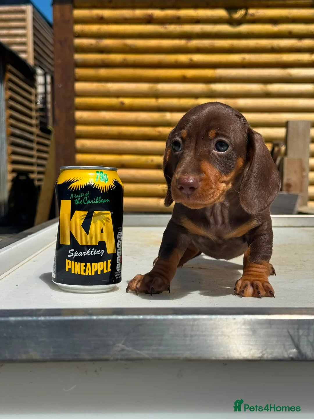 Dachshund dogs for sale: Miniature dachshund! - Advert 1