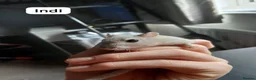 Gerbil rodents for sale: Gerbil female pair 18 months old in Bristol - Advert 3