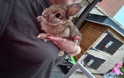 Netherland Dwarf rabbits for sale: Pure Netherland dwarfs  - Image 7