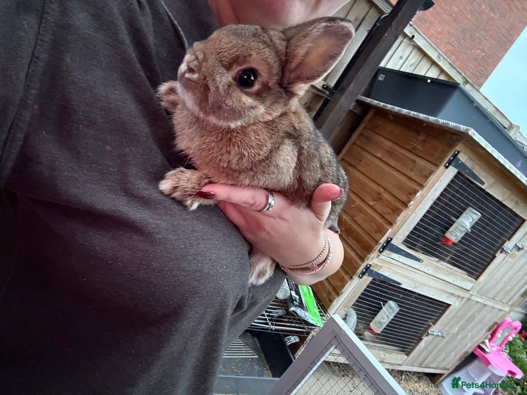 Netherland Dwarf rabbits for sale: Pure Netherland dwarfs  - Image 7