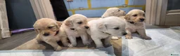 Golden Retriever dogs for sale: Golden Retrievers - Gwynedd  in Bangor - Advert 16