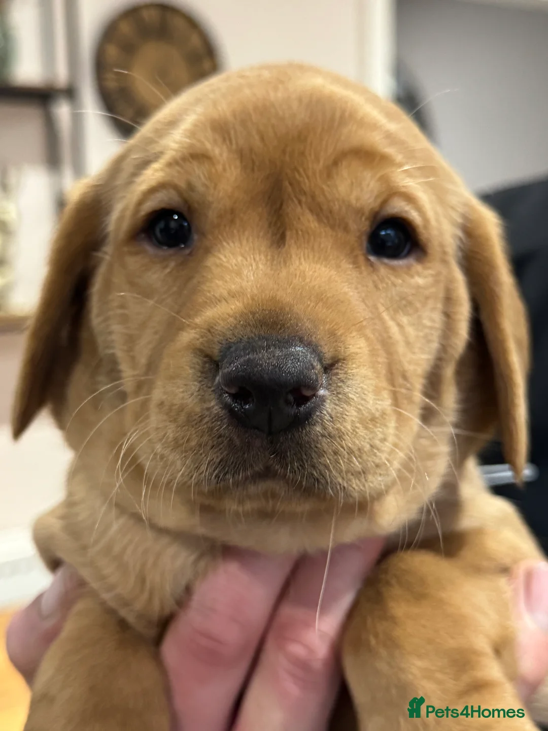 Labrador Retriever dogs for sale: KC, Fully Health Tested, Fox Red Labradors  - Advert 8