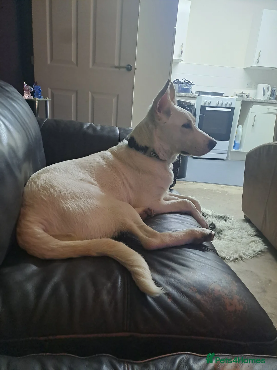 Mixed Breed dogs for sale: Shepherd x  mali 6 months - Advert 3