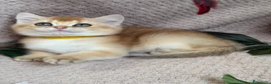 British Shorthair 4