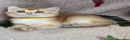 British Shorthair cats for sale: British sh blue golden kittens GCCF  - Advert 22