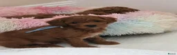 Cavapoochon dogs for sale: Small Cavapoochon red puppies - Advert 13