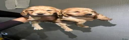 Cocker Spaniel dogs for sale: Cocker spaniel puppies  - Advert 18