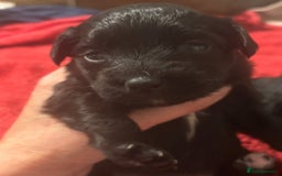 Mixed Breed dogs for sale: Cockeranians - Image 8