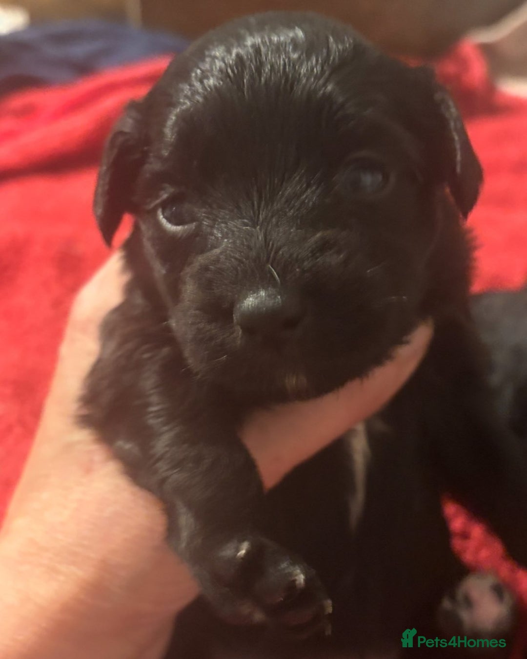 Mixed Breed dogs for sale: Cockeranians - Image 8
